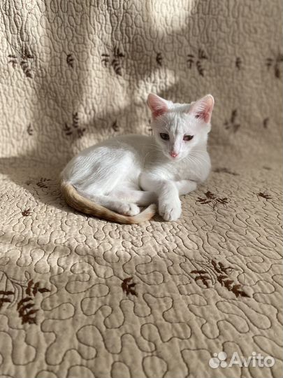 Котик - подросток в добрые руки