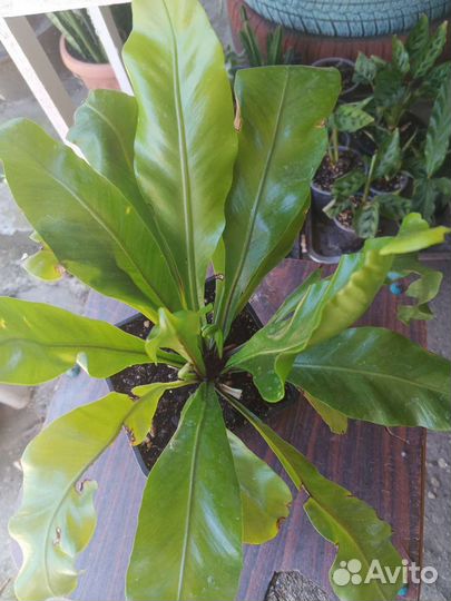 Комнатные цветы