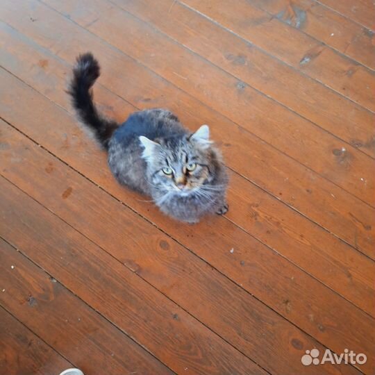 Очеровашка котик