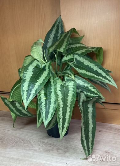 Шизматоглоттис