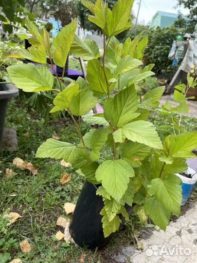 Пузыреплодник Дартс Голд