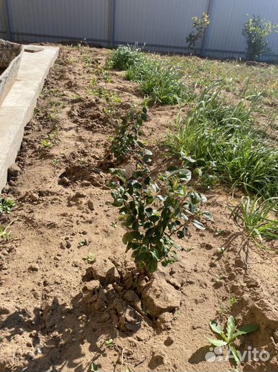 Кизильник блестящий