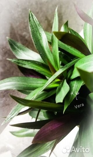 Традесканция