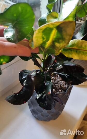 Кротон Мамми