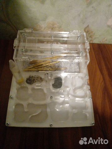 Муравейник-формикарий