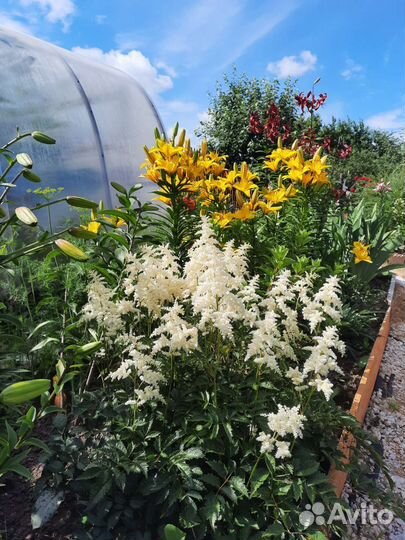 Многолетние цветы для сада