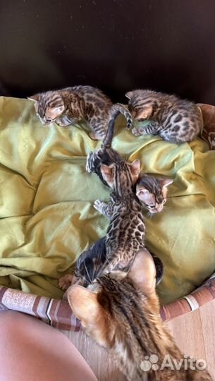 Бенгальские котята