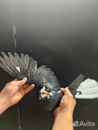 Голуби николаевской породы