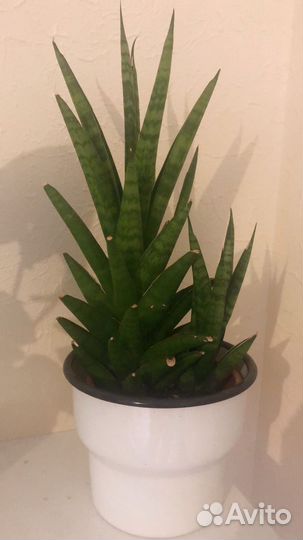 Сансевиерия сортовая