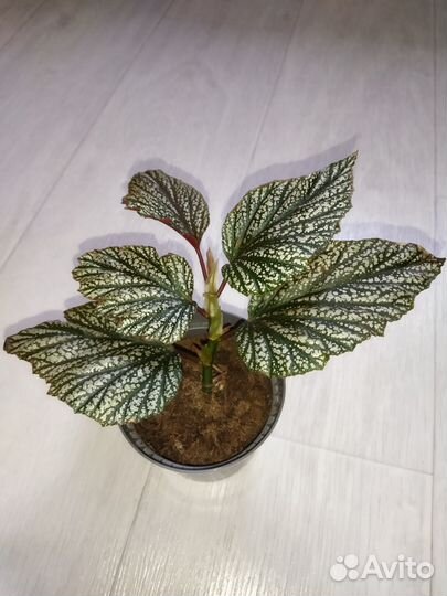 Комнатные растения цветы