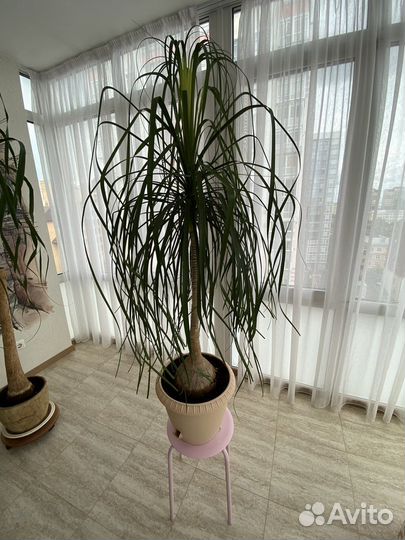 Бокарнея нолина