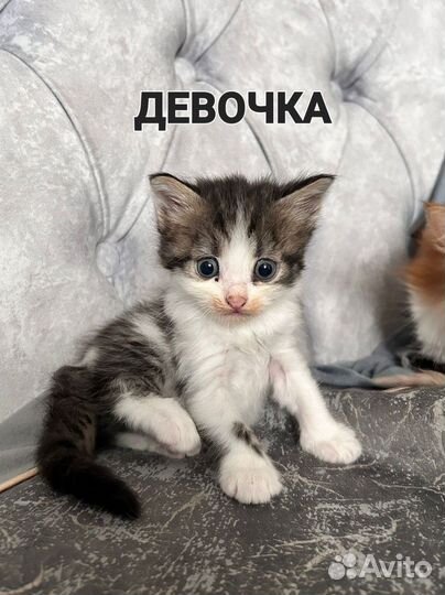 Котята