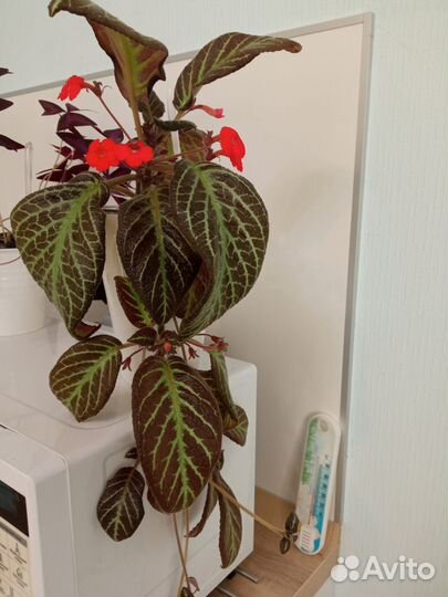 Эписция черенки