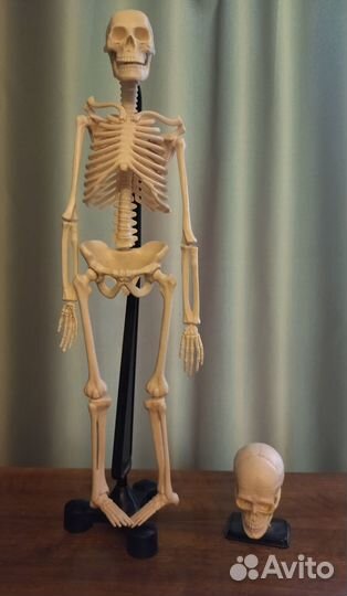 Edu-toys Анатомическая модель Скелет и Череп