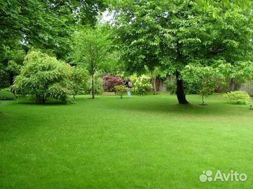 Семена многолетних/однолетних и газонных трав