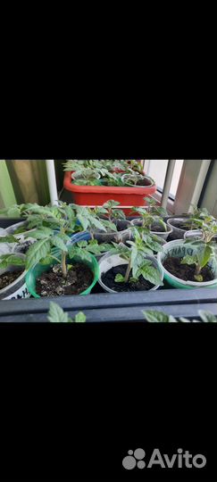 Томат комнатный рассада