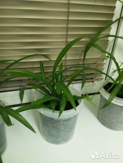 Хлорофитум