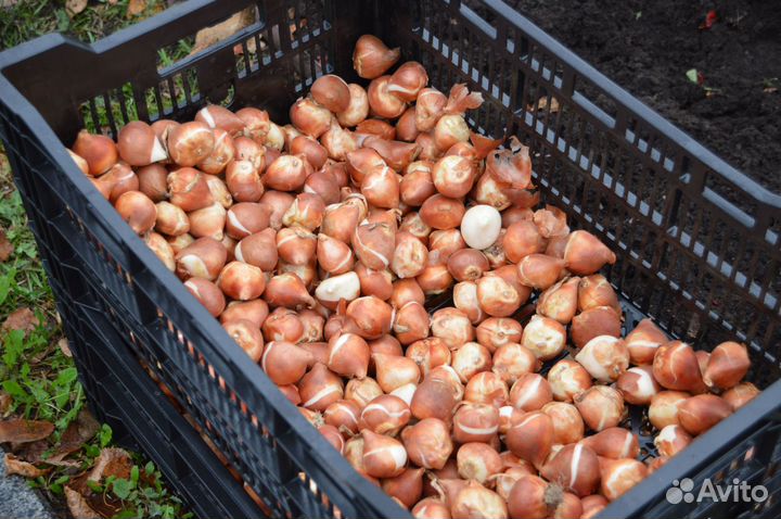 Луковица тюльпанов оптом 12;14+для выгонки