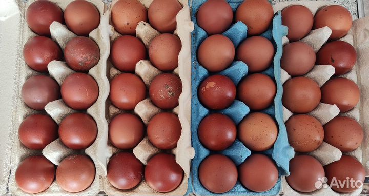 Цыплята Маран Леггорн инкубационное яйцо