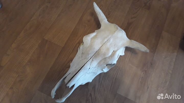 Череп быка или коровы
