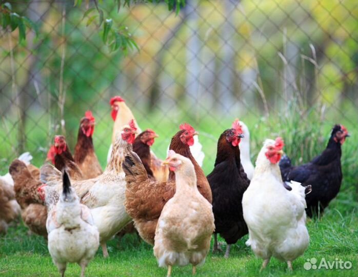 Куры Несушки с продажей в Бежецке