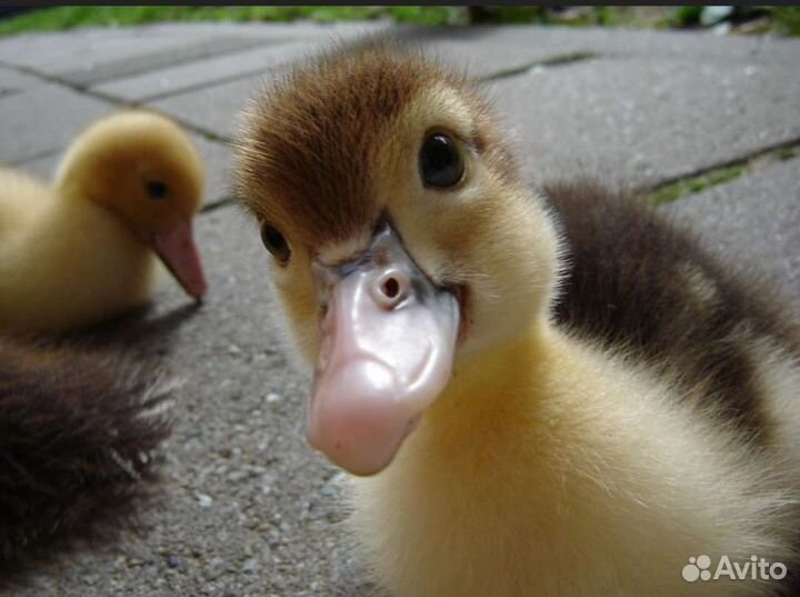 Утята (бройлерной утки)