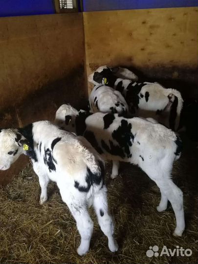 Бычки телята