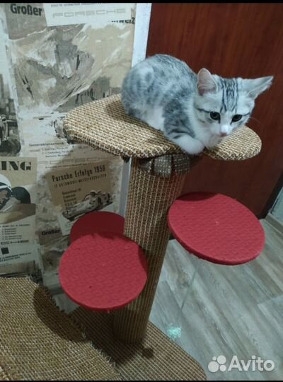 Домик для кошки с когтеточкой