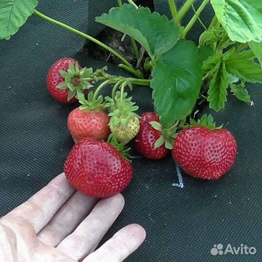 Клубника Сенсация усы