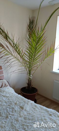 Финиковая пальма