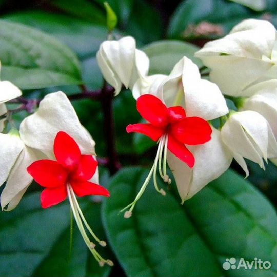 Клеродендрум томпсон