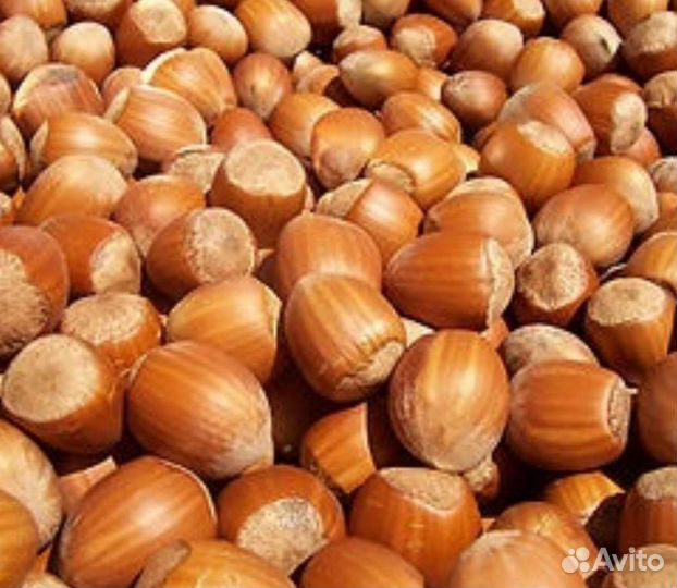 Саженцы фундука