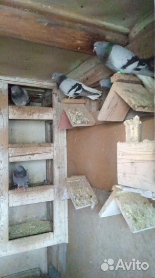 Голуби высоколетные сербские, бабочки николаевские