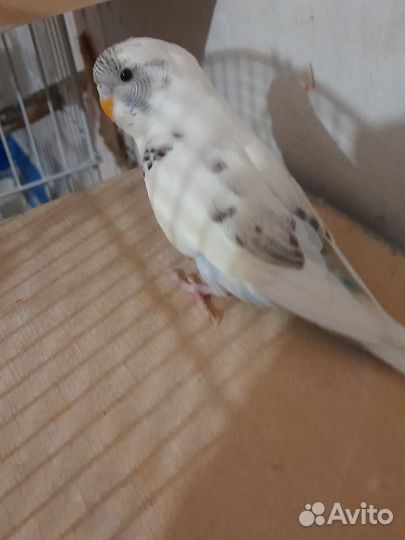 Волнистый попугай