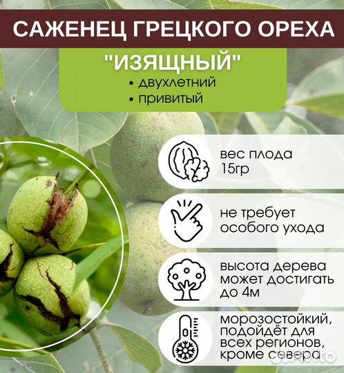 Грецкий орех Изящный