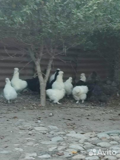 Китайские куры