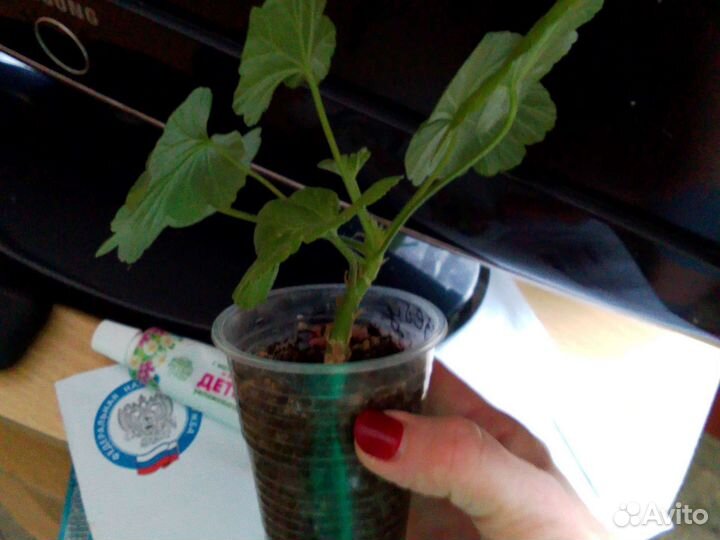 Пеларгония герань сортовая