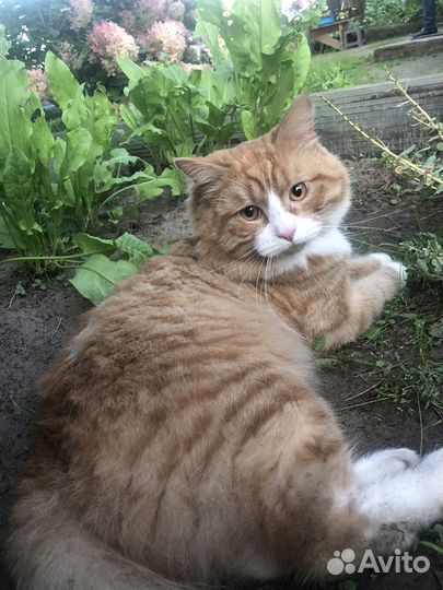 Вязка с котом