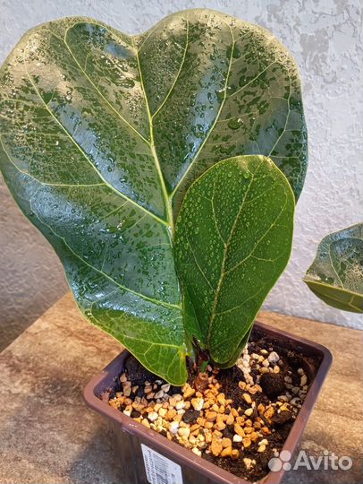 Фикус лирата бамбино