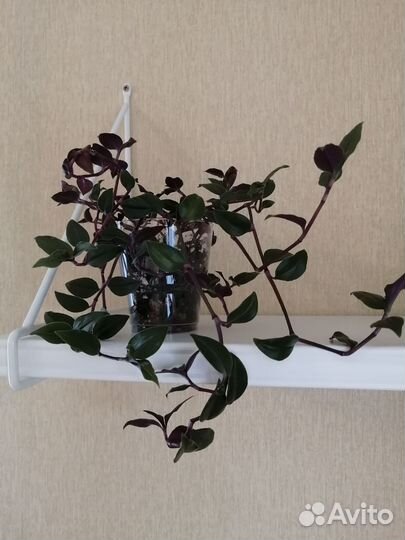 Традесканция мелколистная