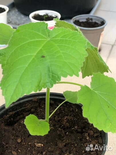 Саженцы павловнии морозостойкой 50 см