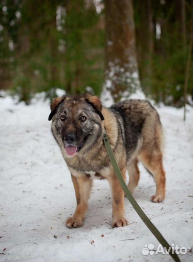 Беспородная собака для частного дома в дар