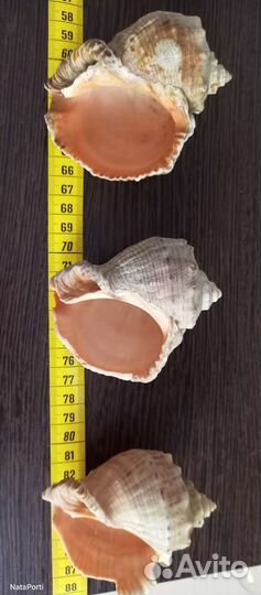 Морские раковины, камни, кораллы