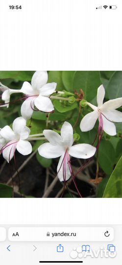 Клеродендрум инерме вариегатный