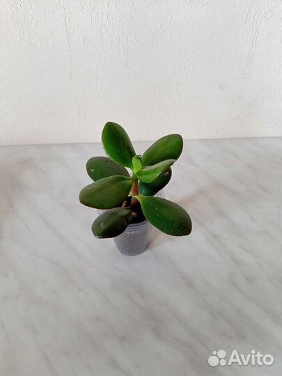 Продам цветы комнатные