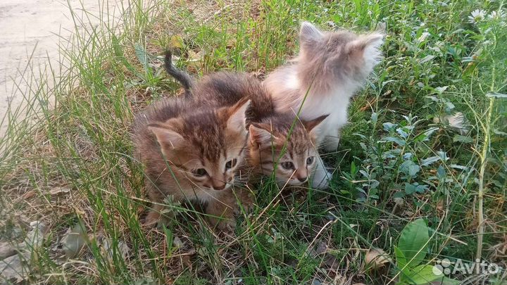 Котята в добрые руки бесплатно