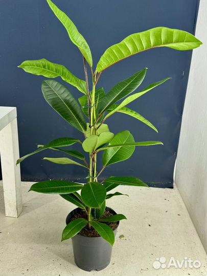 Фикус америка