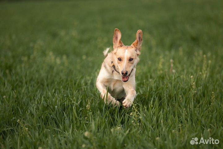 Ищем активных людей для активной Герды