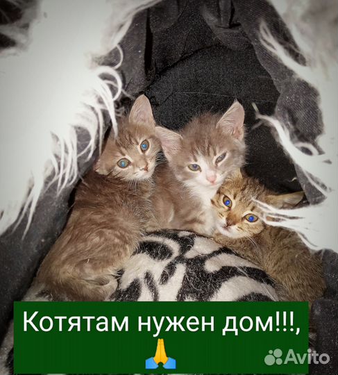 Котята ищут дом