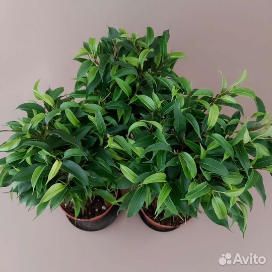 Фикус Наташа Комнатные растения Тюмень